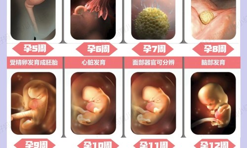 怀孕可以吃羊肉馅吗？怀孕吃什么比较好